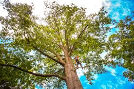 How Our Tree Care Process Works  in  Lawton, IA